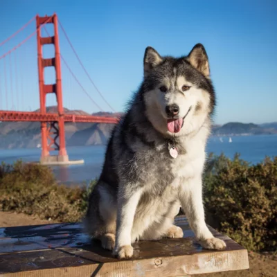 Activities To Do In San Francisco With Your Pet Dog